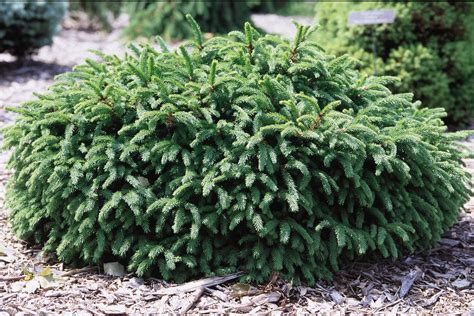 dwarf norway spruce shrub